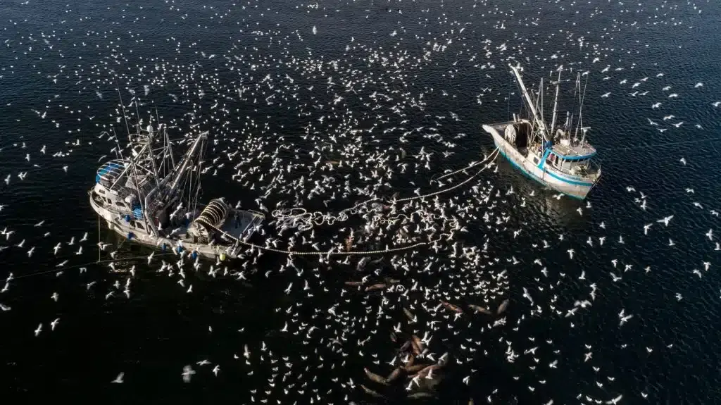 A herring boat is shown fishing from above.