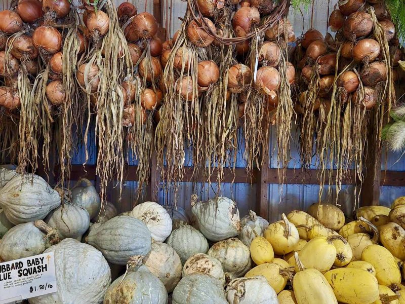 Onions hanging up overtop of squash at Shamrock Farm in Comox for the winter market.