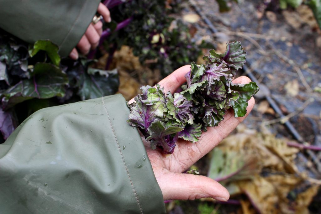 A close-up of a hand holding a small leafy-green vegetable.