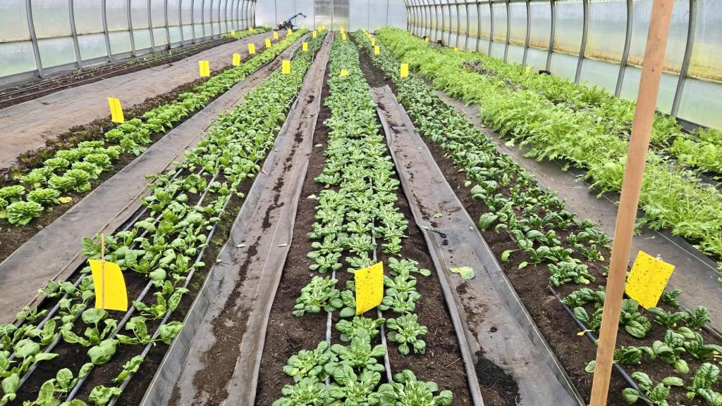 Inside Shamrock Farm's high tunnel. There are rows of greens growing.