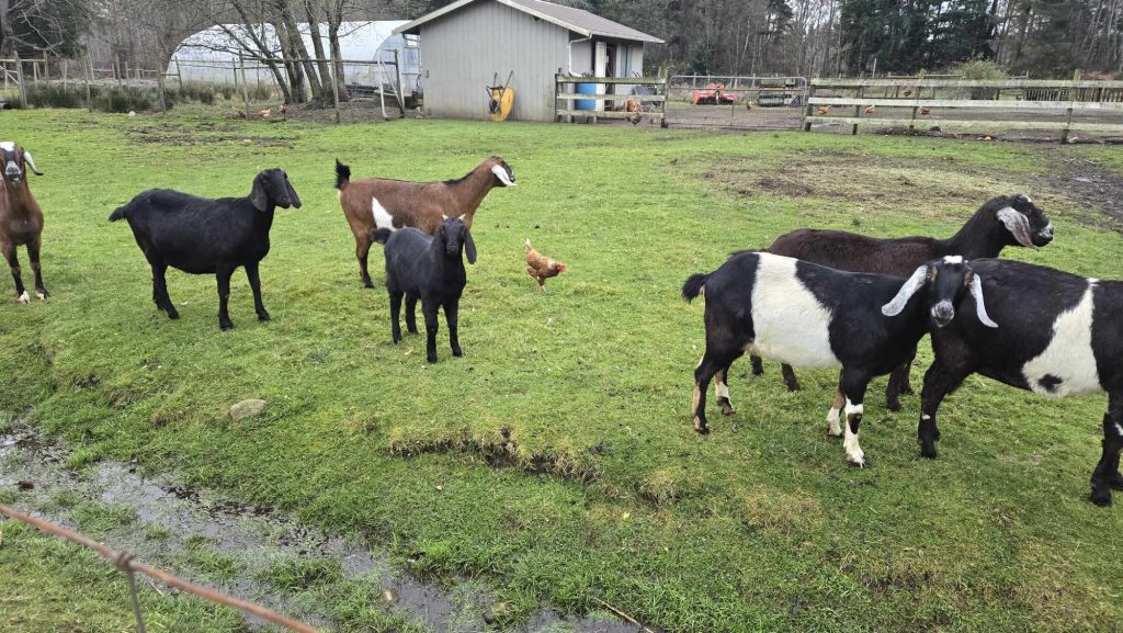 A few goats and a chicken in a field.