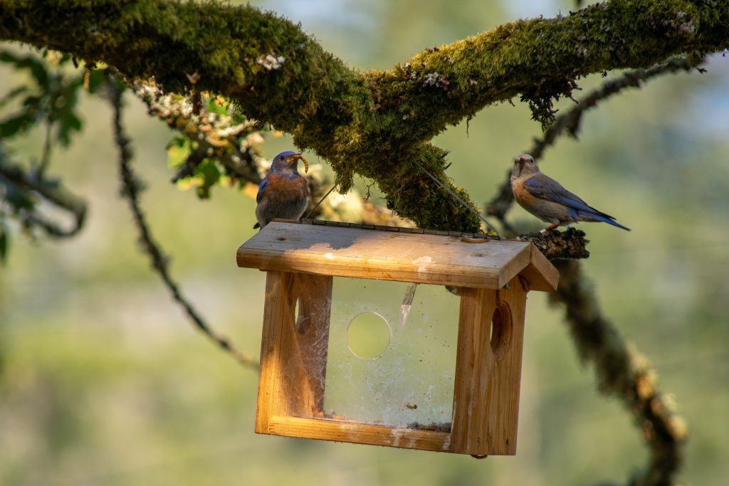 A bluebird pair sit on a hanging bird box.