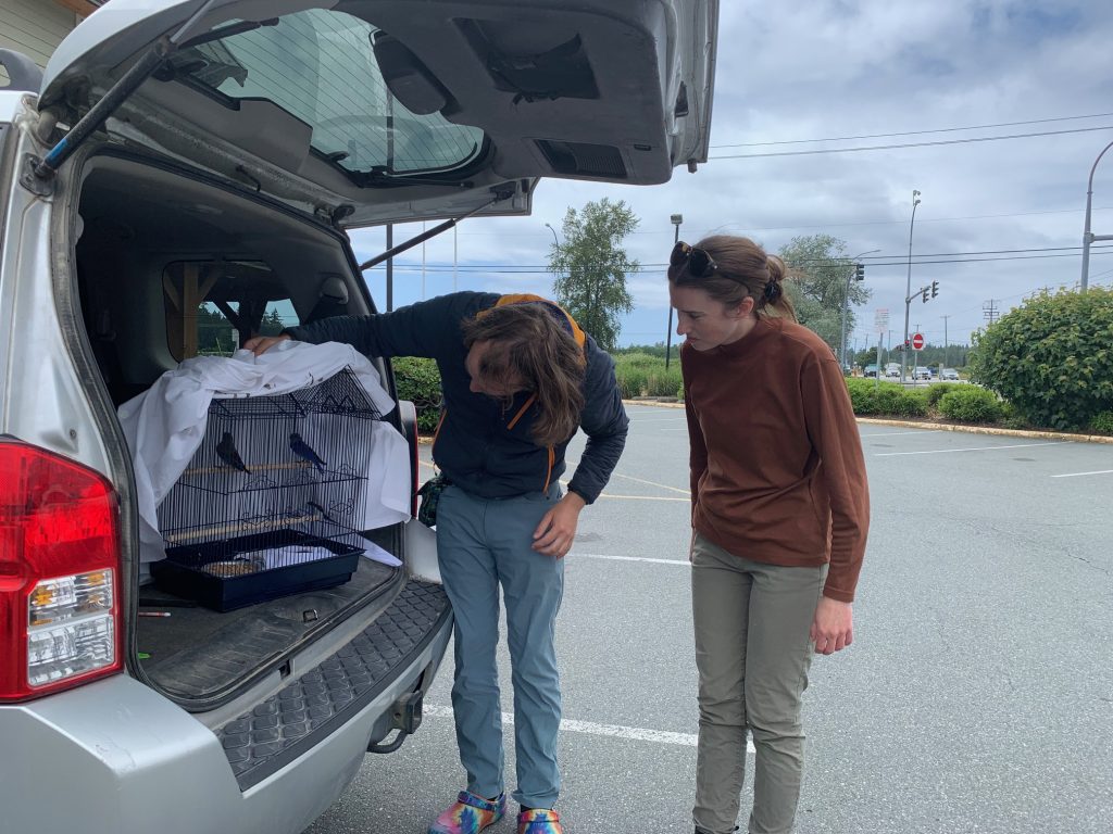 Two people stand beside a cage with containing bluebird parents.