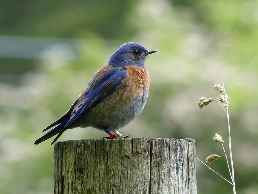 A bluebird sits on a fence post looking for food.