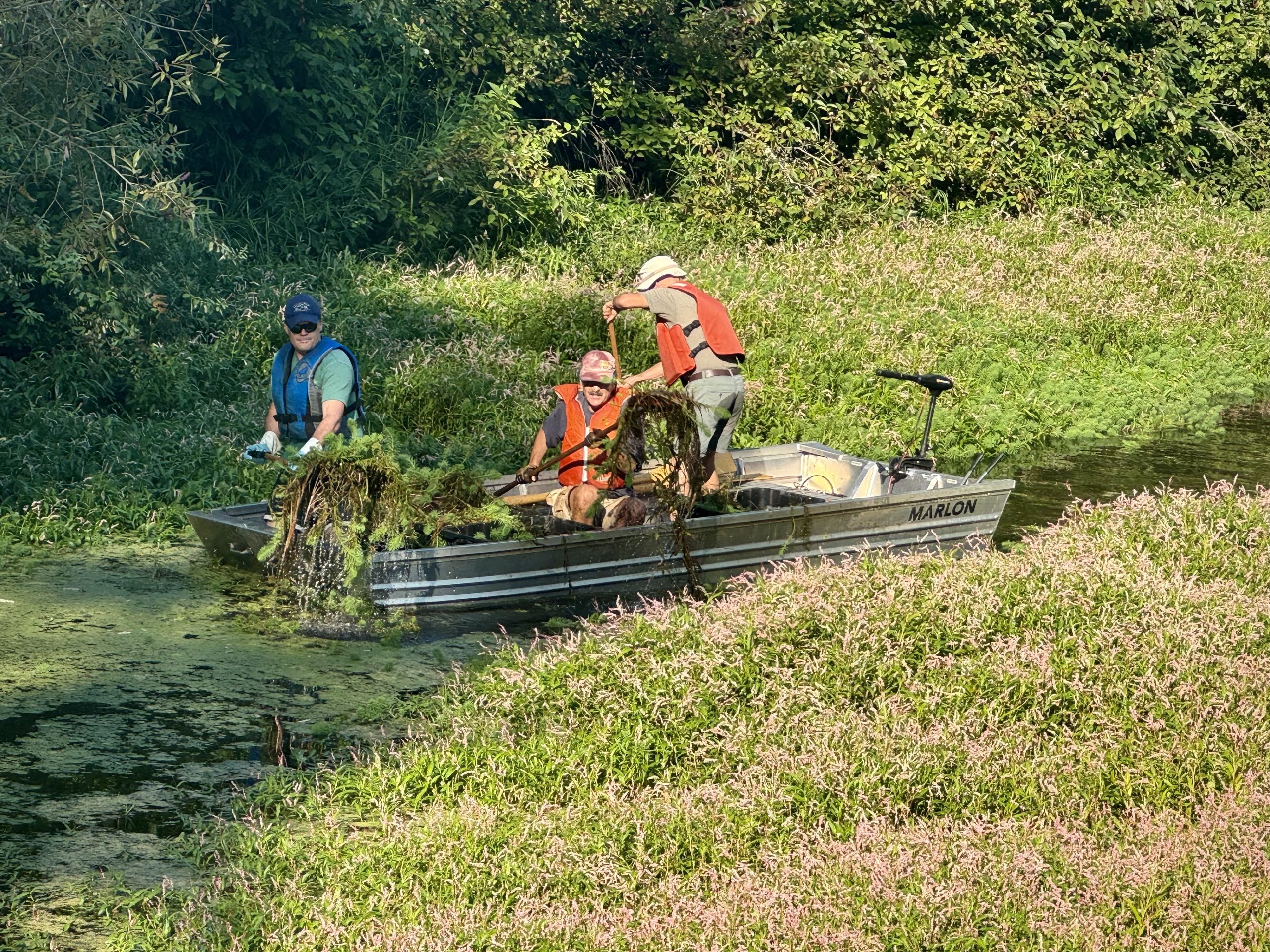 A boat with three people on Somenos Creek pulling parrot's feather out of the water
