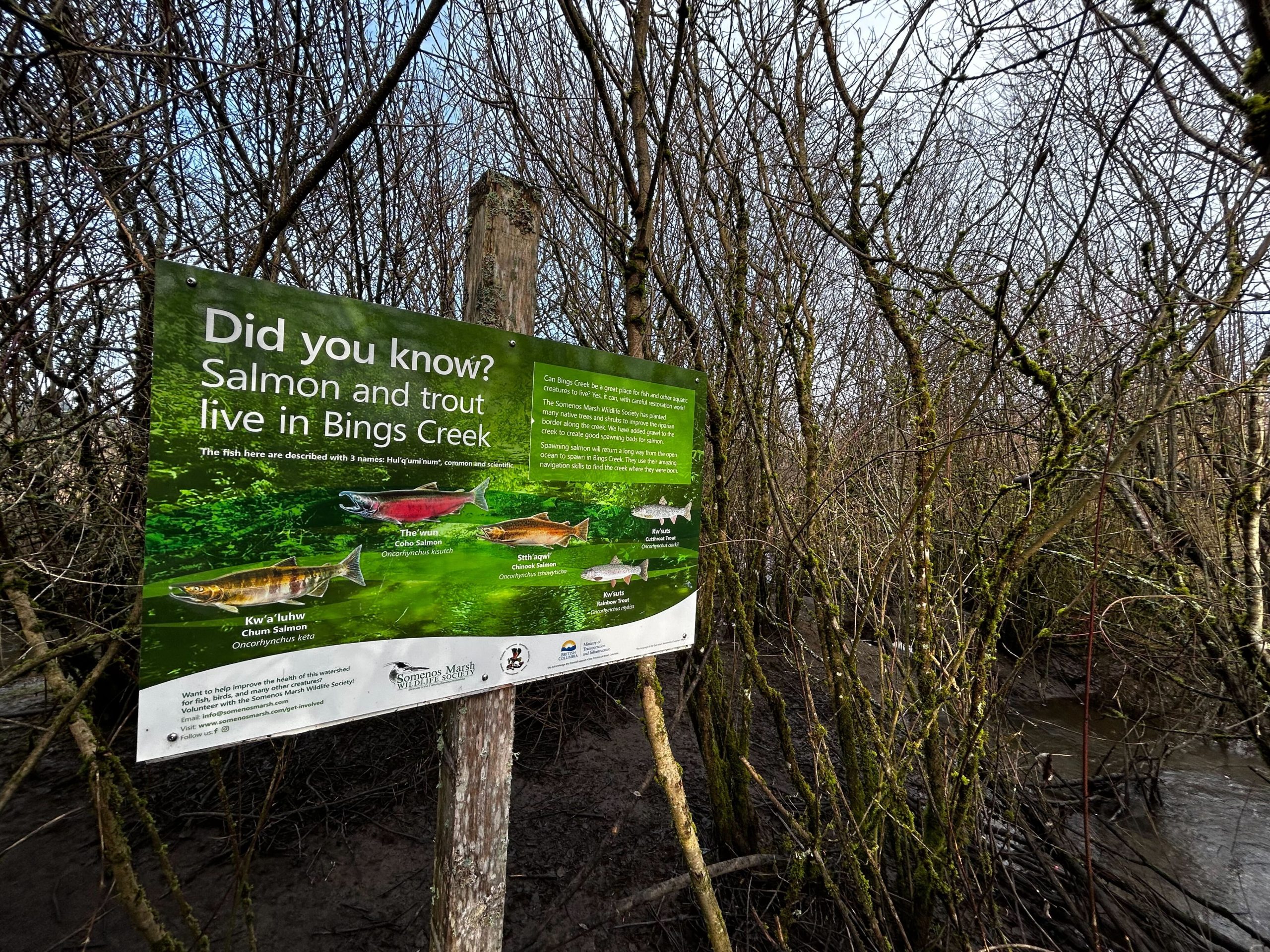 A sign in detailing fish habitat in Bing's Creek