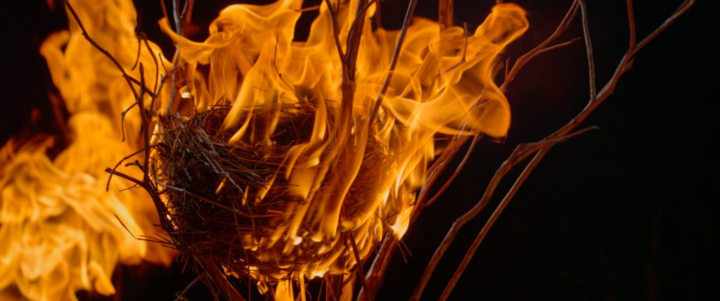 Haunting photograph of a burning bird's nest on a branch.