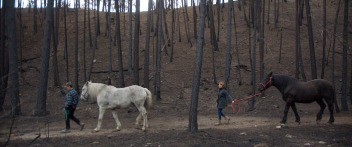 Two people lead two horses through a burnt forest.