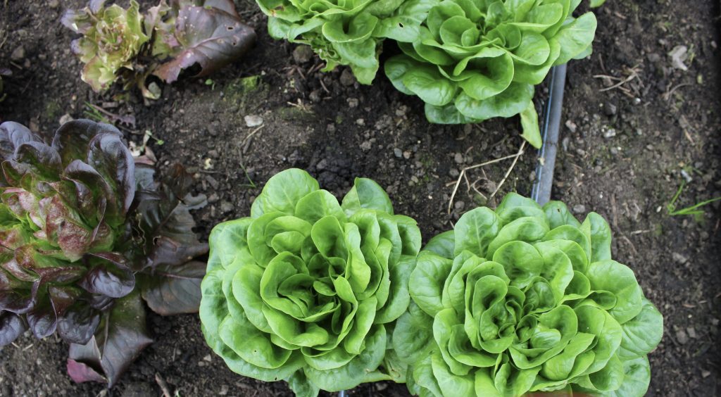 Lettuce in a field from Shamrock farm in the Comox Valley, Canada. Comox Valley Farmers are adapting to climate change at Shamrock farms.