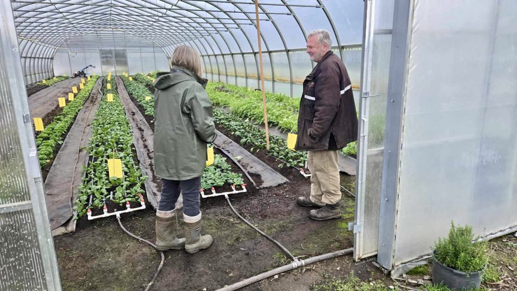 At Shamrock Farm in the Comox Valley, A man and woman stand in a high tunnel (which looks similar to a greenhouse) and look at the lettuce they have grown.