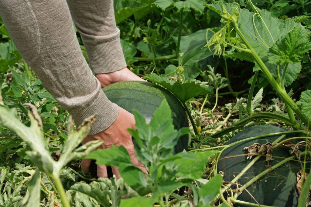 A man picks up a full-grown watermelon. Only his hands and wrists are seen in the photo. Comox Valley Farmers are adapting to climate change at Shamrock farms