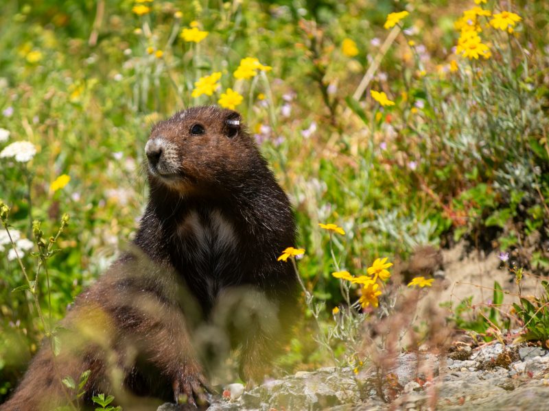 A young Vancouver Island Marmot sits in a field of flowers.
