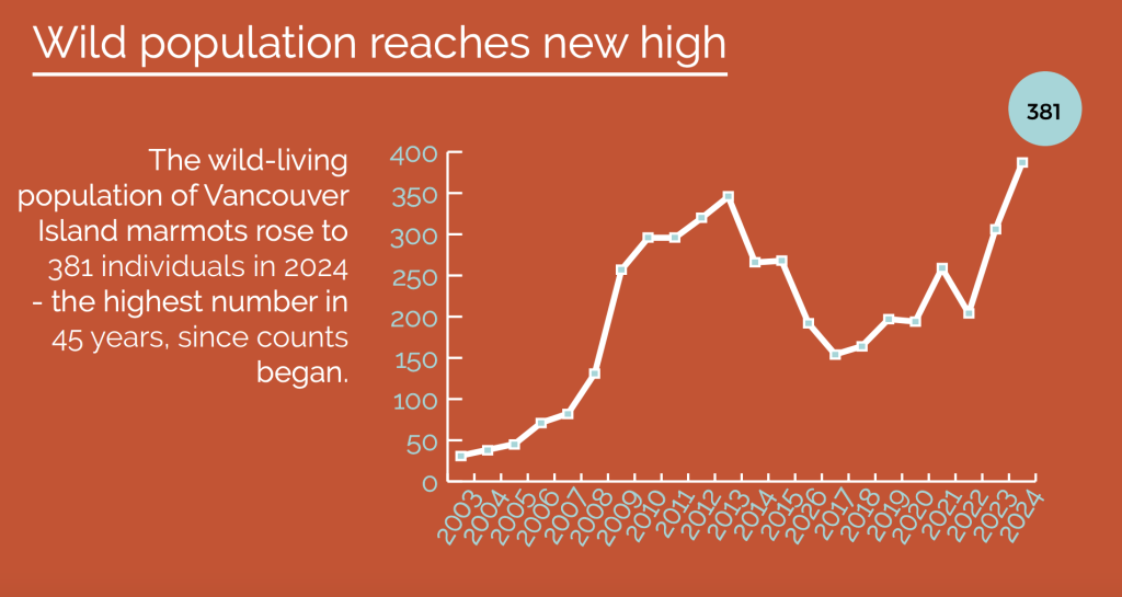 A chart showing numbers of wild marmots from 2003 to 2024 - with very low numbers in 2003 (under 50), then numbers that rise to the few hundreds in the mid 2010s, dip again in the late 2010s, and rise again from 2022-2024 with the highest number in 2024