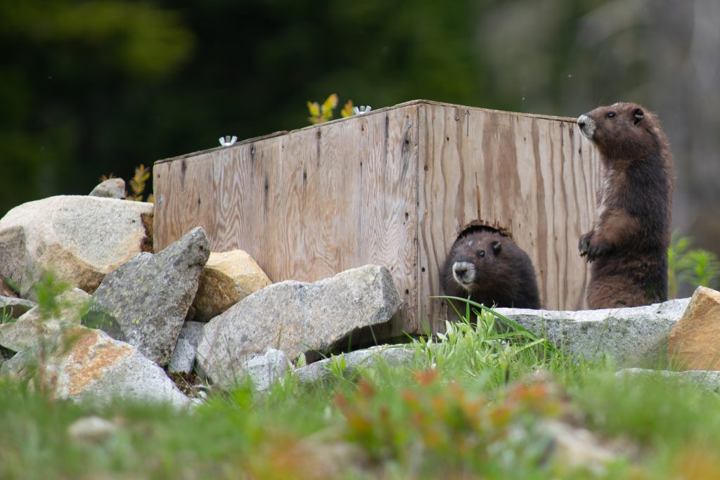 Two Vancouver Island Marmot pups during their release to the wild. One has its head peeking out of a wooden box, the other stands on its hind legs and looks around.
