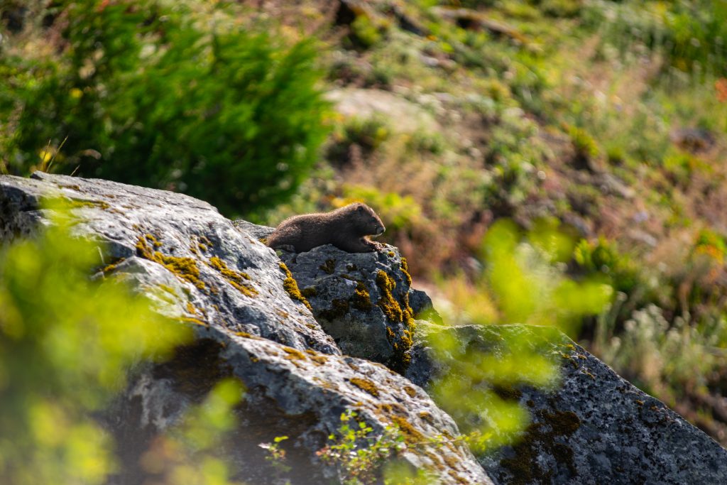 A small Vancouver Island Marmot pup on top of a rock.