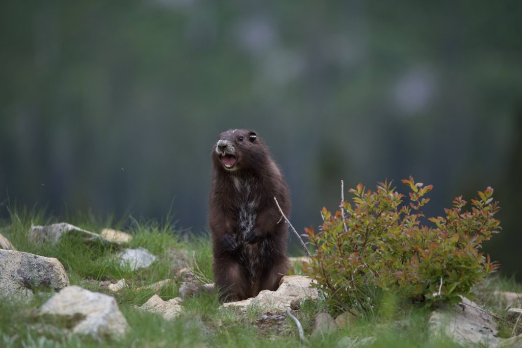 A young Vancouver Island Marmot stands on its hind legs with its mouth open, appearing to be making a sound.