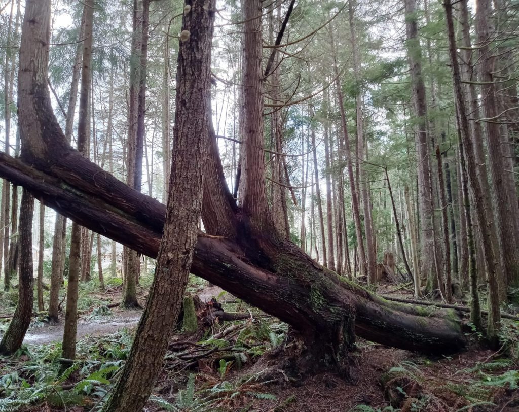 A Western red cedar grows diagonally in Xwee Xwhya Luq (Seal Bay Nature Park). This species is one of the many species of trees in the Comox Valley.