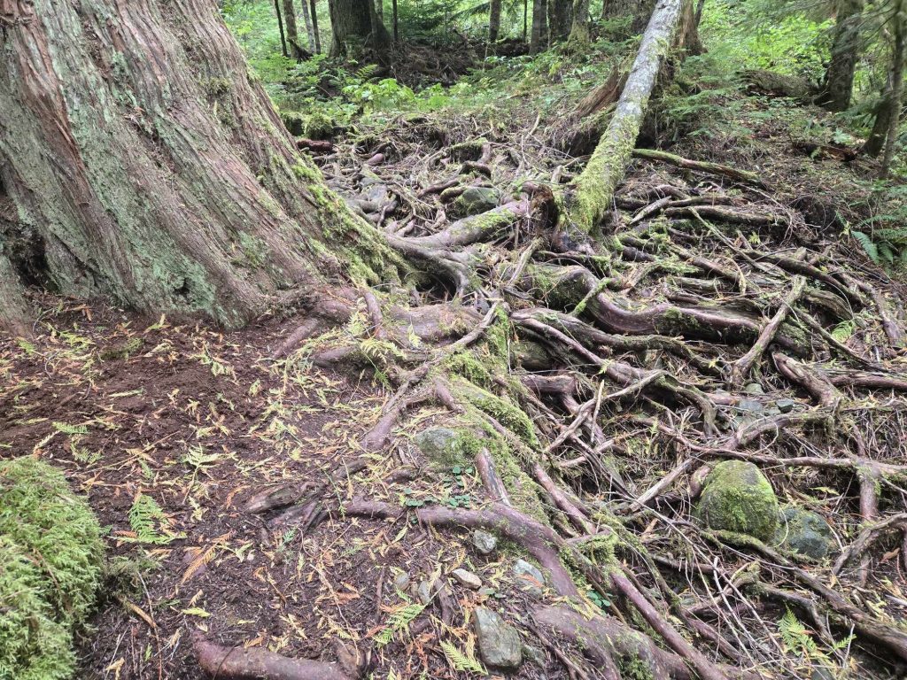 A complex root system underneath a large tree. Only the bottom part of the tree is seen.