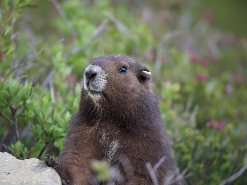 A Vanouver Island marmot