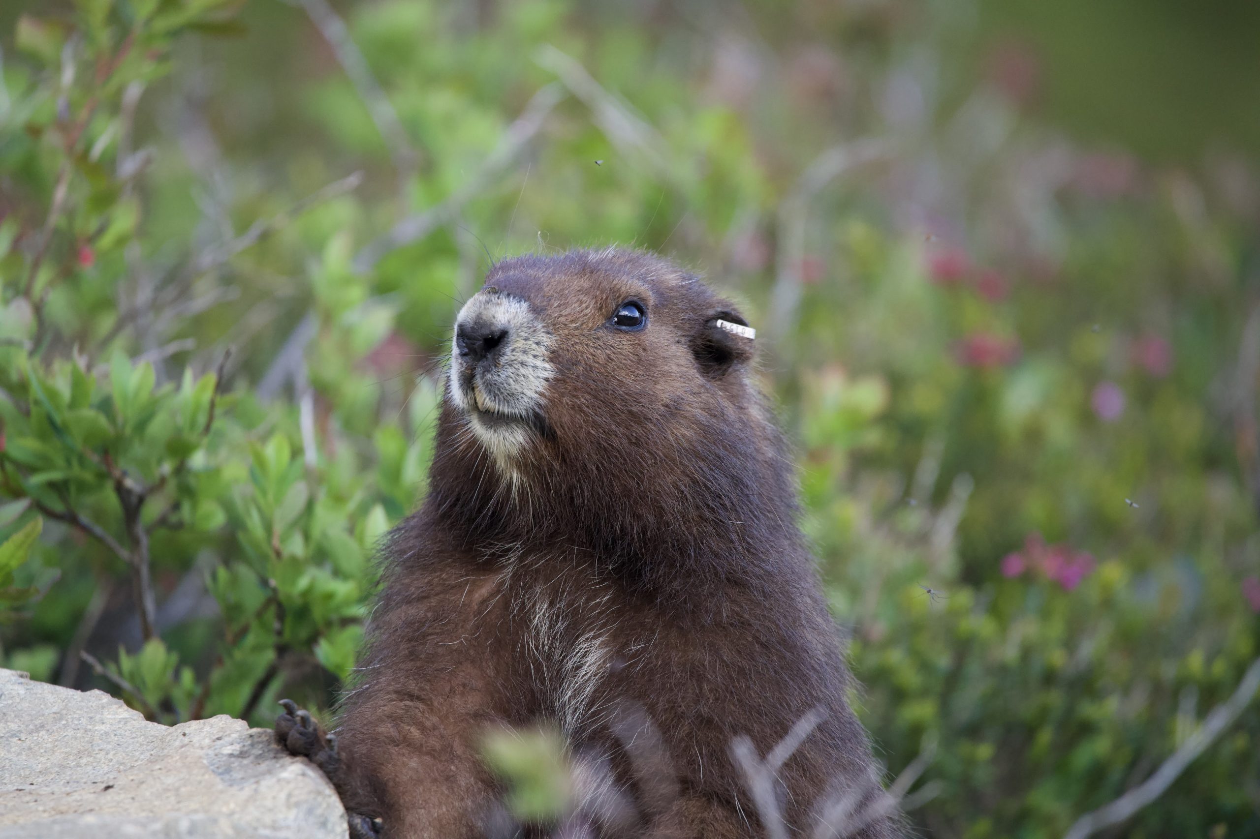 NEIGHBORHOOD ×Marmot Hoary Marmots | Exploring Kootenay Lake