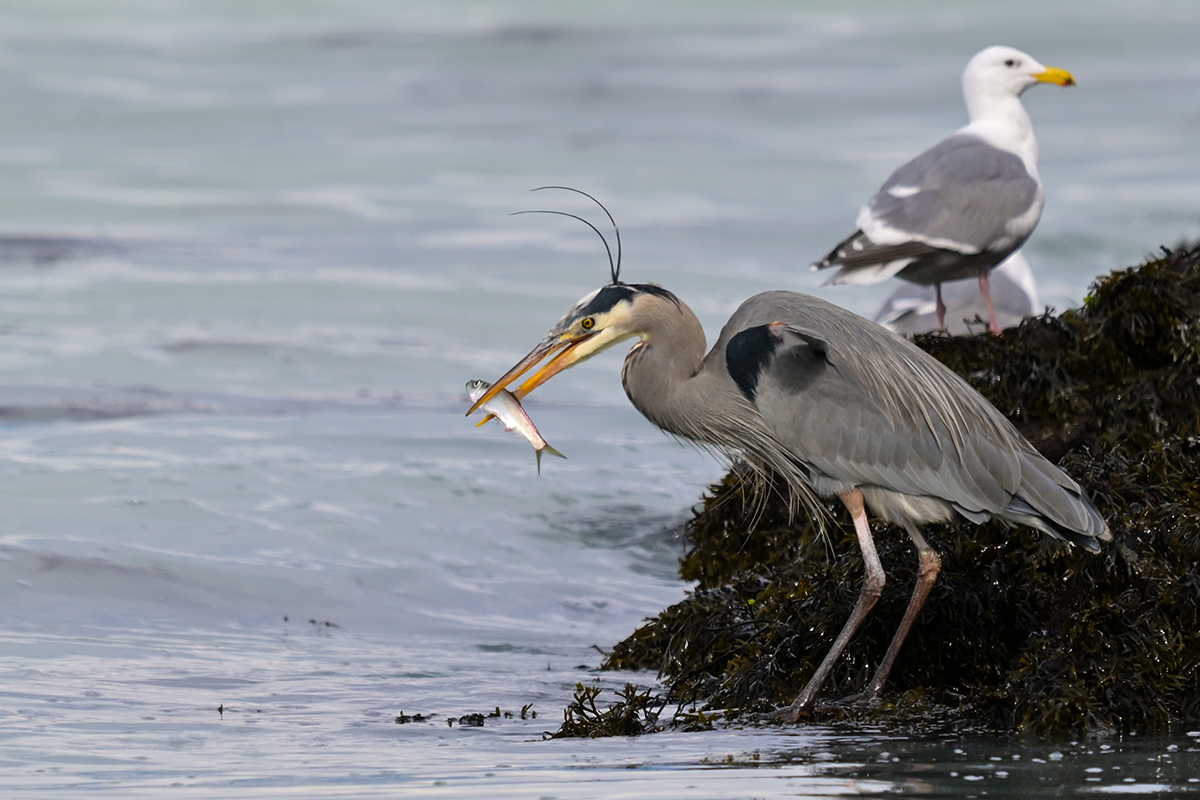 A heron catches a fish at Pipers Lagoon Park on Tuesday, March 18 as the spring herring spawn appeared in Nanaimo.