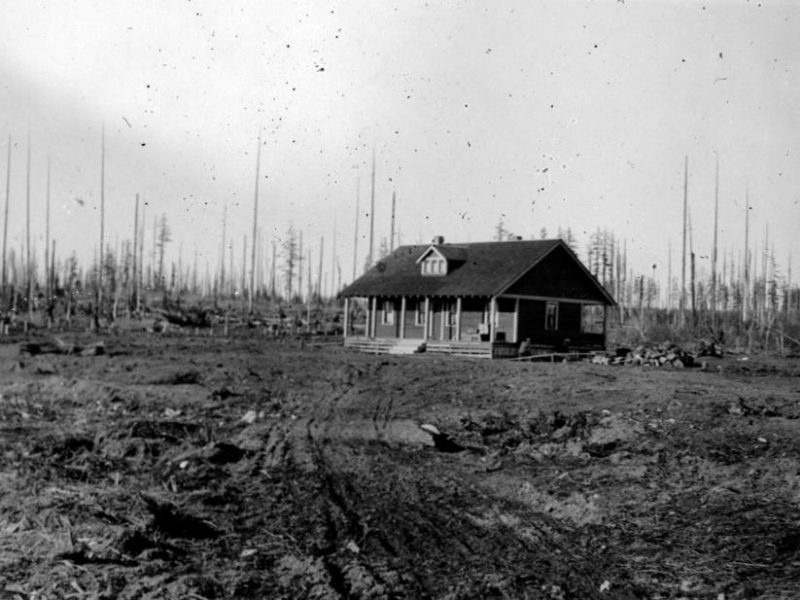 An archival image of a home in a field of cut and burned trees.