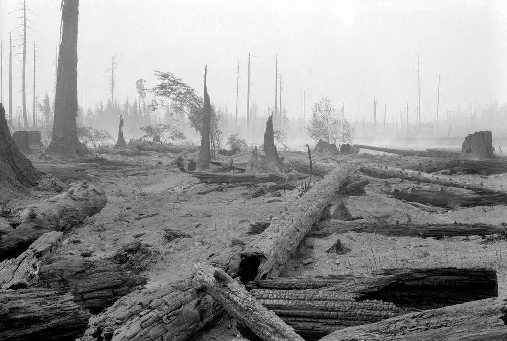 An archival image of a landscape with burnt trees fallen on the ground.