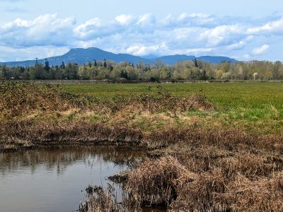 A photo of a marsh in the Cowichan estuary with a mountain in the background.