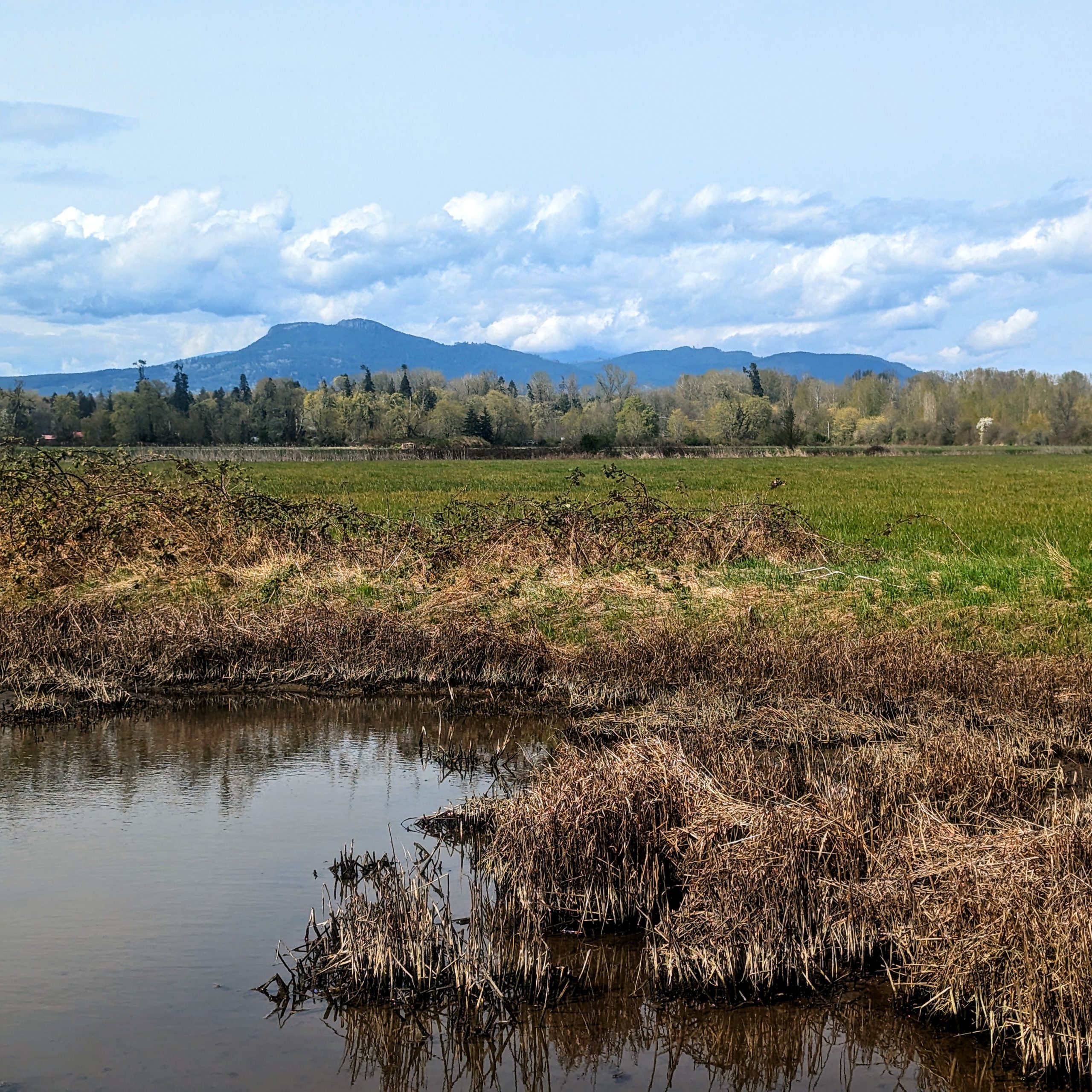 A photo of a marsh in the Cowichan estuary with a mountain in the background.