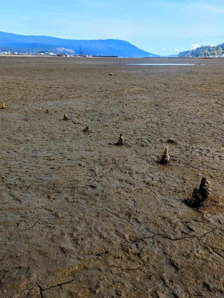Old fishing weir stakes stick out of the mud.