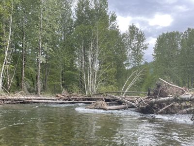 A river runs through a forest with fallen trees about it.