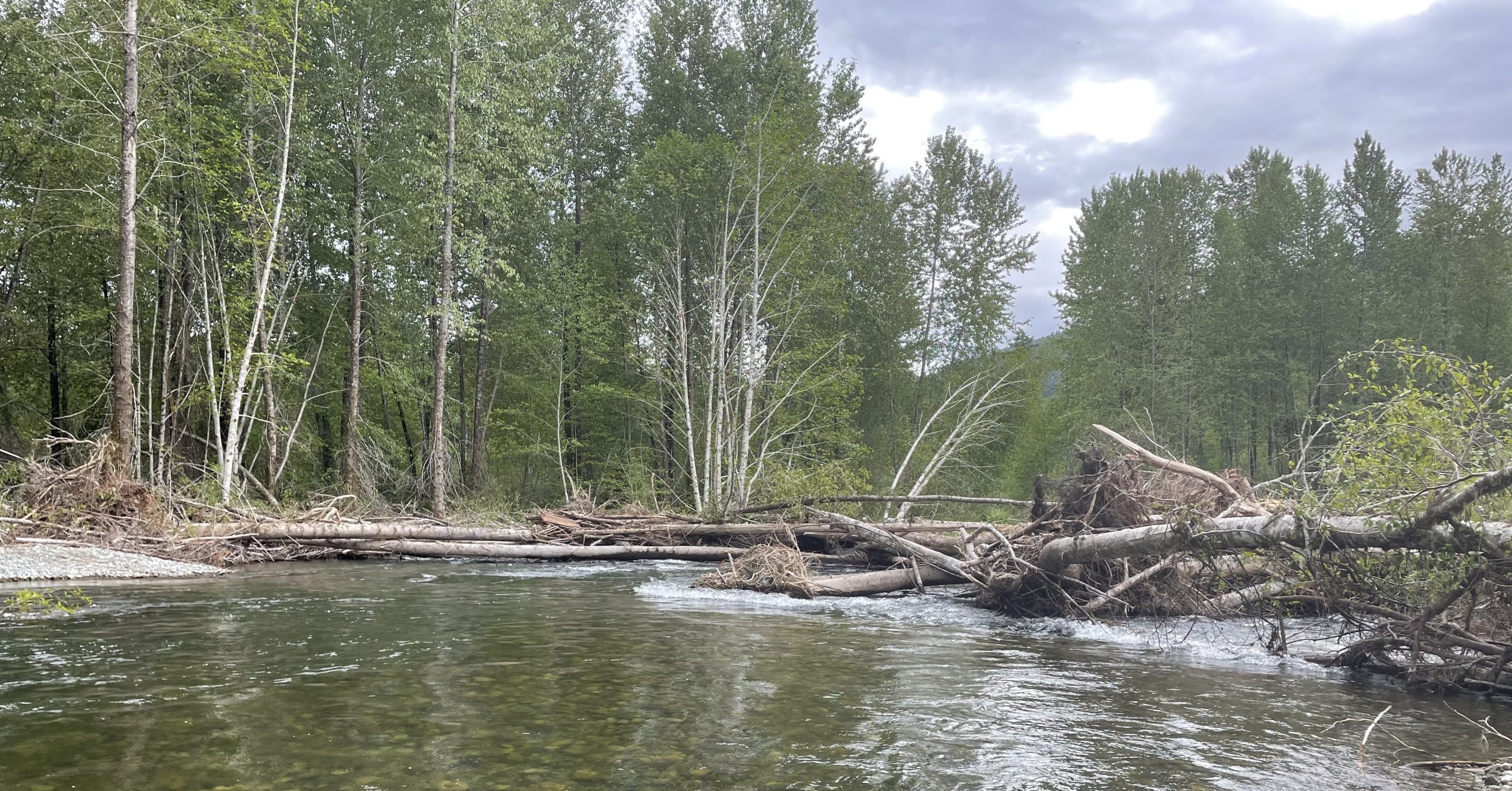 A river runs through a forest with fallen trees about it.