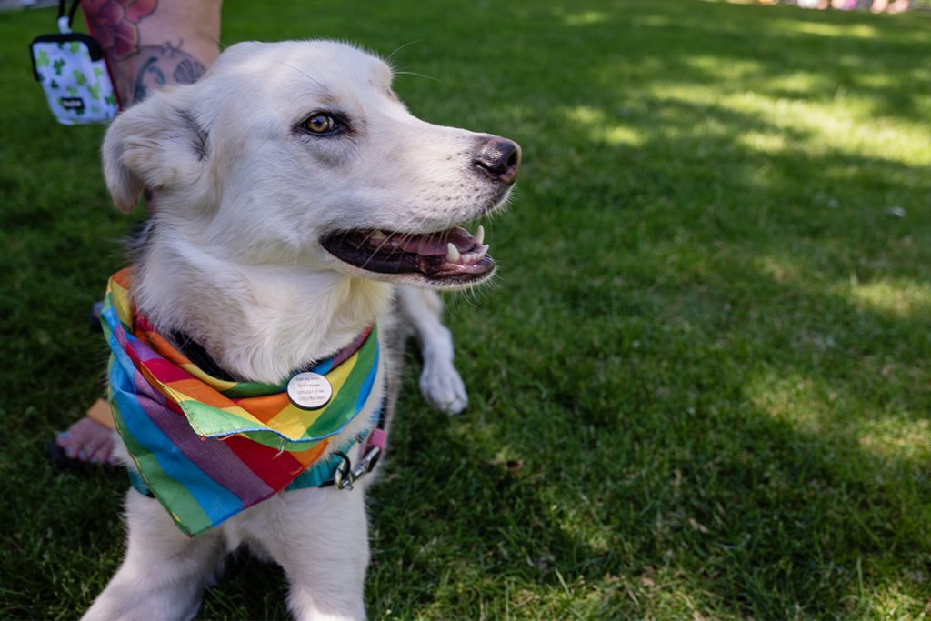 Bruce the dog was sporting a rainbow bandana at the Nanaimo Pride festival.