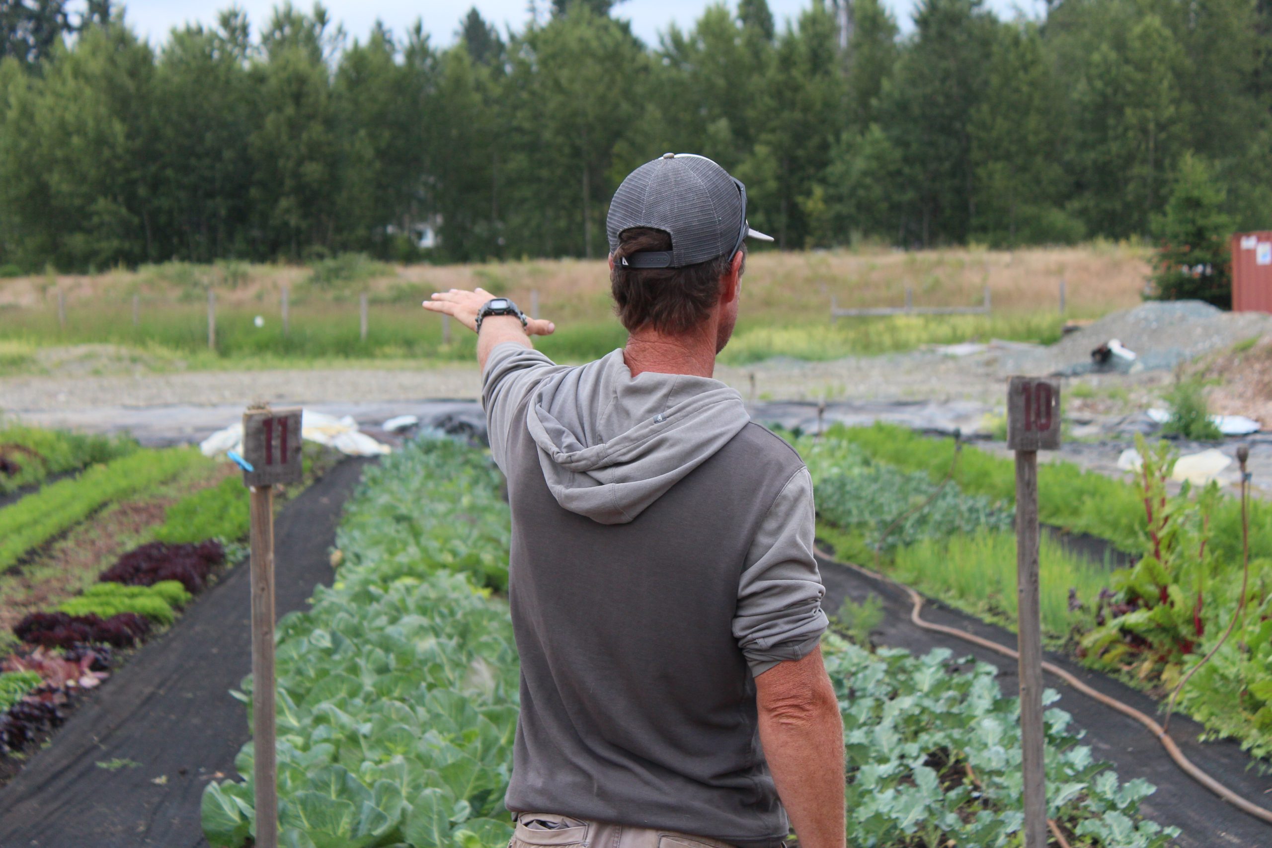 Nathan Harben points to a row of plants on the CGC farm.