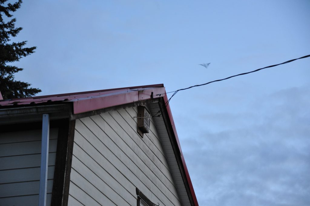 The roof of a house shows a bat flying out with a power line and blue twilight skies