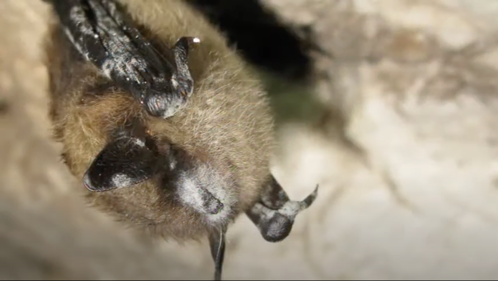 A little brown bat is shown with a white nose, part of White Nose Syndrome