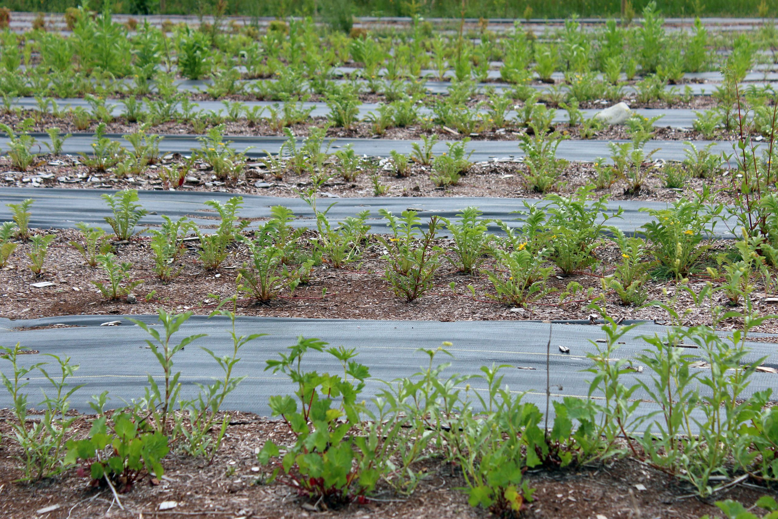 Rows of pacific silverweed and other Indigenous plants at a nursery in the Cowichan Valley.