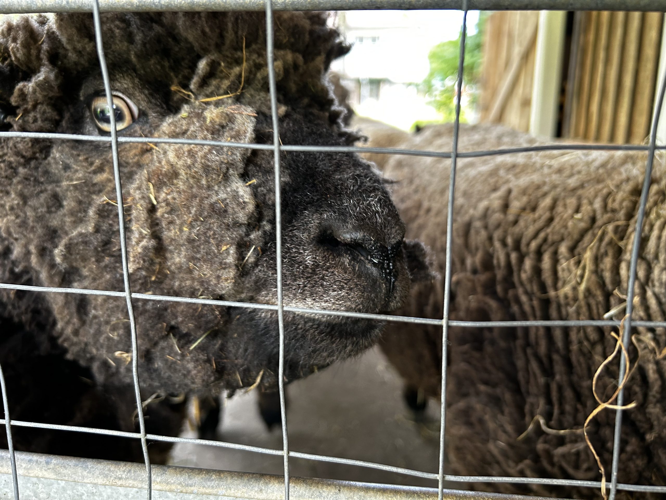 A photo of brown babydoll sheep which are in part cared for by participants of St. Ann's Garden Club. 