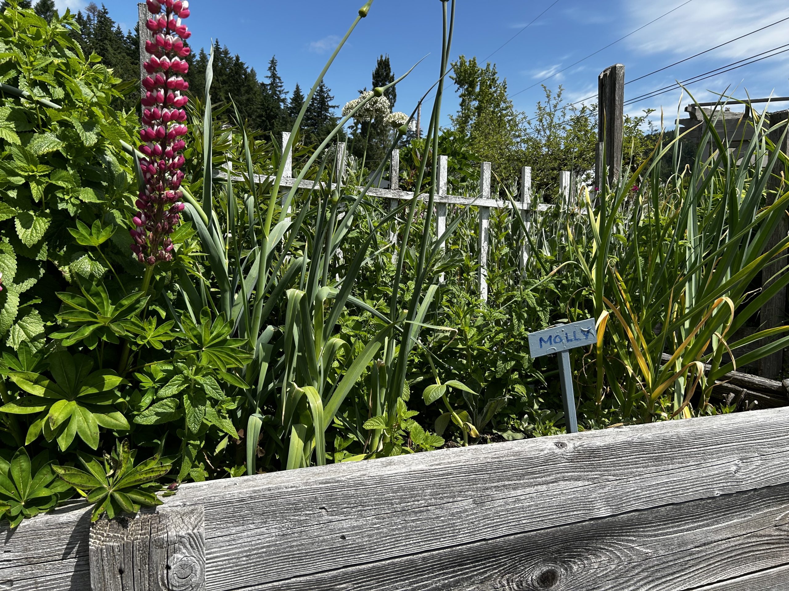 A garden bed tended by Molly, who has been attending St. Ann's Gardne Club or seven years.