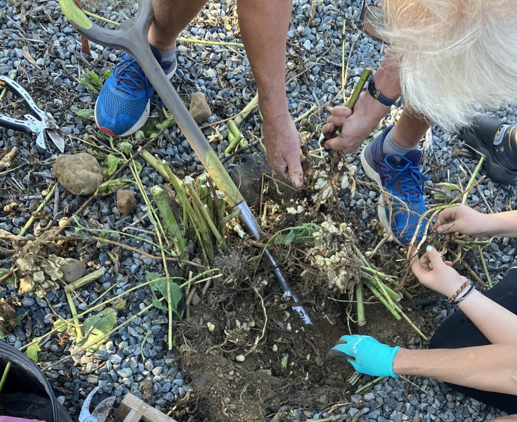From above, a group of hands of people from various ages dig in the dirt and garden.