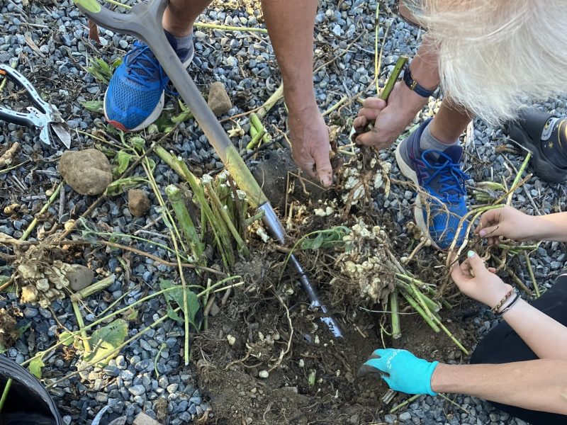 From above, a group of hands of people from various ages dig in the dirt and garden.
