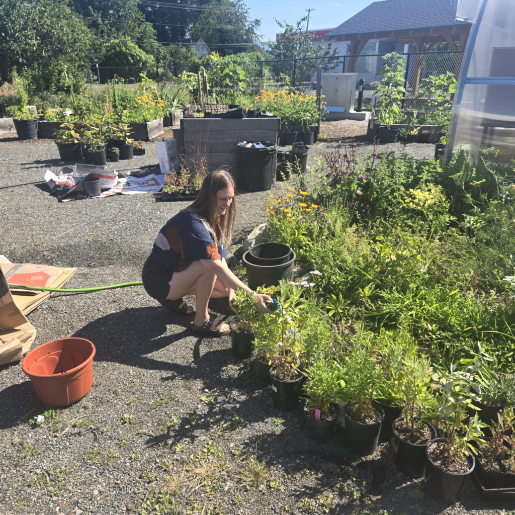 A woman crouches to water plants in a community garden. It is sunny out.