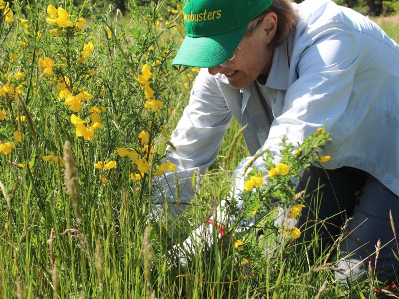 A woman with a green hat that reads "Broombusters," bends over next to a shrub with yellow flowers, cutting the plant. She is wearing a white shirt and it is sunny outside.