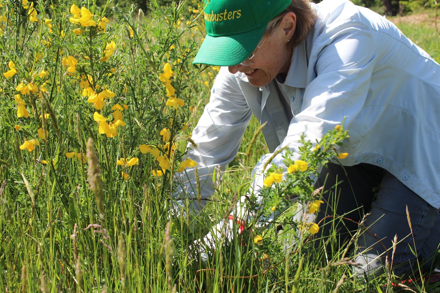A woman with a green hat that reads "Broombusters," bends over next to a shrub with yellow flowers, cutting the plant. She is wearing a white shirt and it is sunny outside.