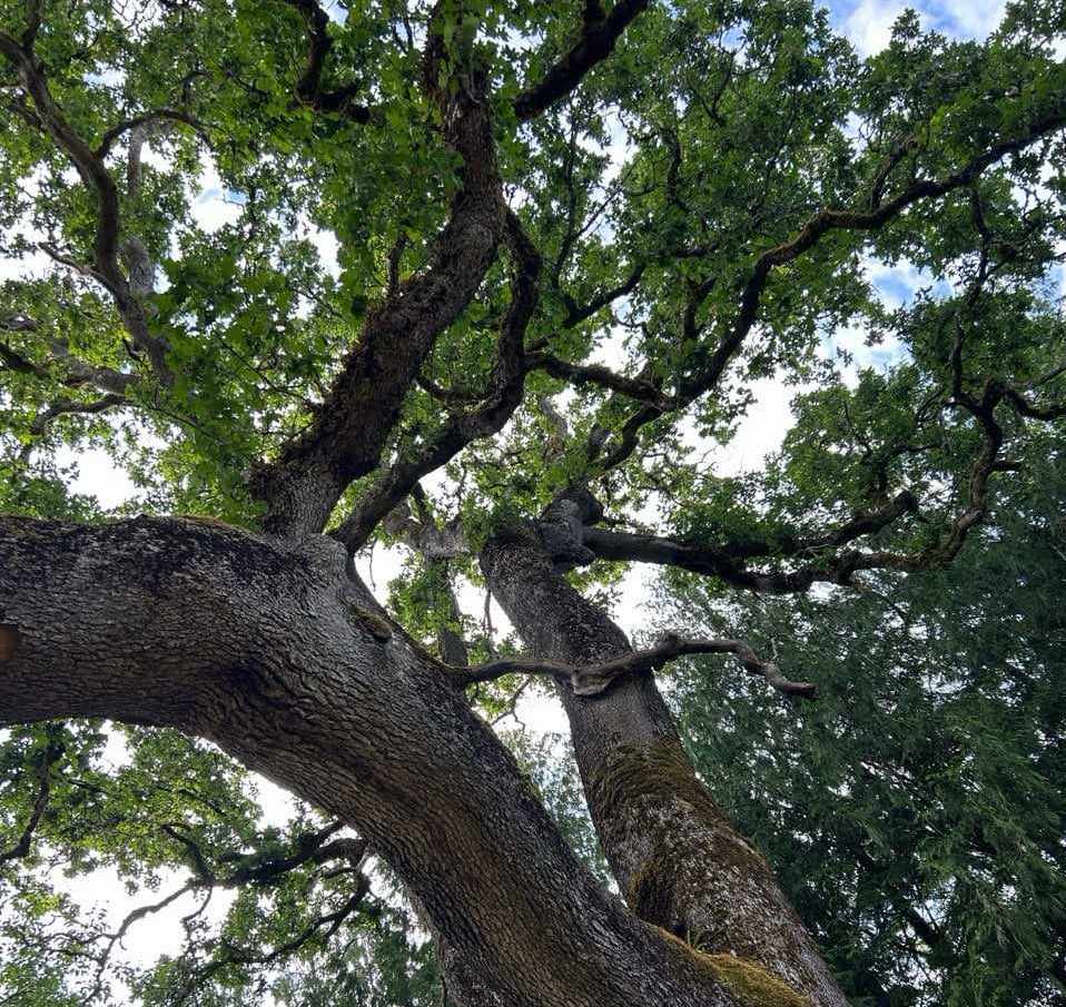 View from underneath an old Garry oak tree looking up. It has a thick trunk with two stemps, and it's branches are gnarly and reach in various directions towards the sky. It's leaves are present and a light to dark green.