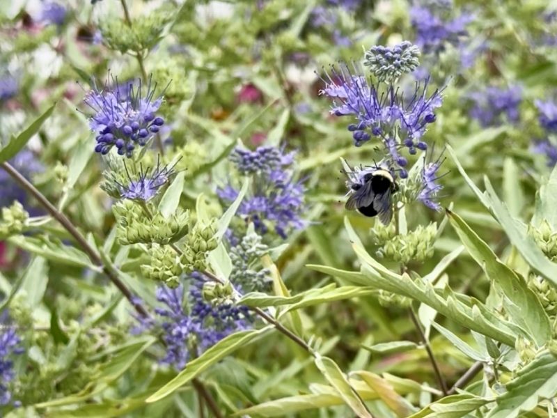 A bumble bee pollinates some purple flowers