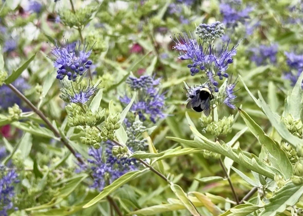 A bumble bee pollinates some purple flowers