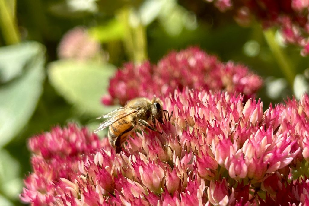 A honey bee pollinates a bright pinky-red flower.