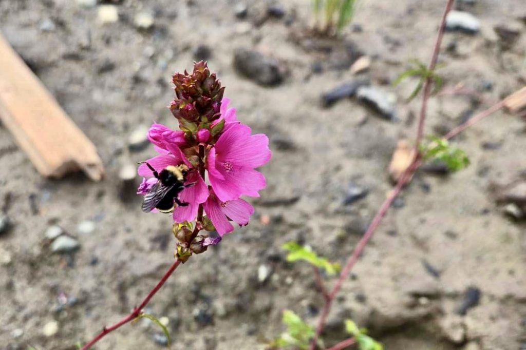 A black and yellow bumble bee pollinates a bright magenta flower.