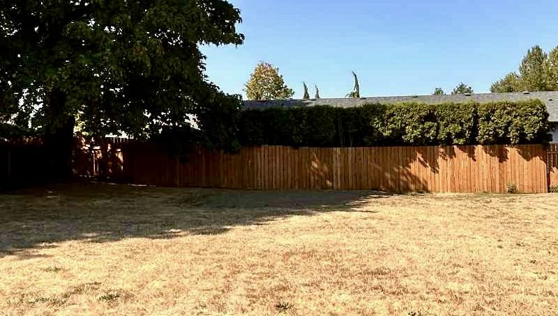 A brown fence in the background, shaded by a deciduous tree. In the foreground is a yellow field of dead grass.